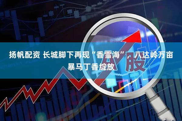 扬帆配资 长城脚下再现“香雪海”,八达岭万亩暴马丁香绽放