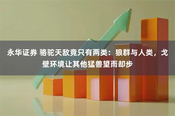 永华证券 骆驼天敌竟只有两类:狼群与人类,戈壁环境让其他猛兽望而却步